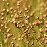 بذر تخم کتان قرمز (بسته 1 گرمی) کد 268