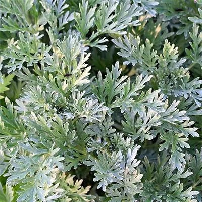 بذر افسنطین (بسته 1 گرمی) کد 496