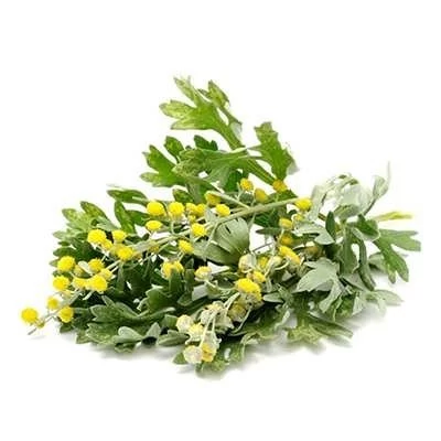 بذر افسنطین (بسته 1 گرمی) کد 496