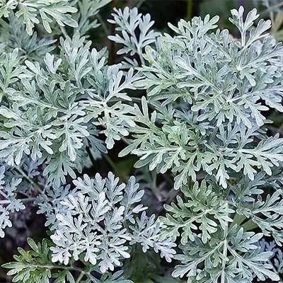 بذر افسنطین (بسته 1 گرمی) کد 496