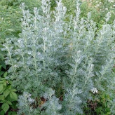 بذر افسنطین (بسته 1 گرمی) کد 496