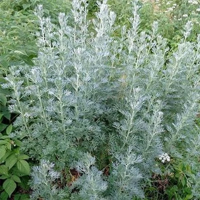 بذر افسنطین (بسته 1 گرمی) کد 496