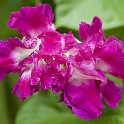 null