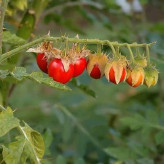بذر گل سولانوم قرمز (بسته 500 عددی) کد 1348