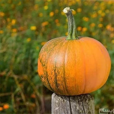 بذر کدو آجیلی (بسته 10 گرمی) کد 1000