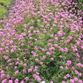 بذر گل تکمه ای پا بلند صورتی (بسته 100 عددی) کد 667