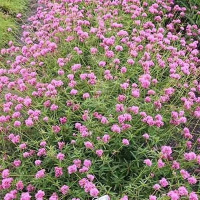 بذر گل تکمه ای پا بلند صورتی (بسته 100 عددی) کد 667