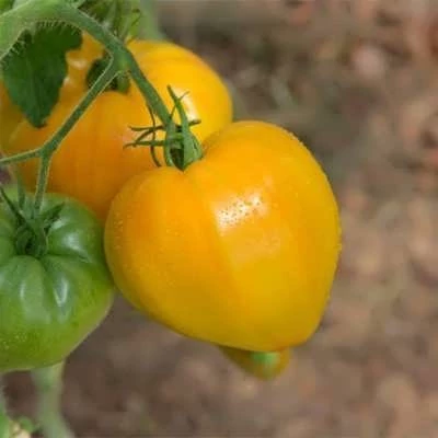 بذر گوجه قلبی طلایی درختی (بسته 15 عددی) کد 752