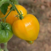 بذر گوجه قلبی طلایی درختی (بسته 15 عددی) کد 752