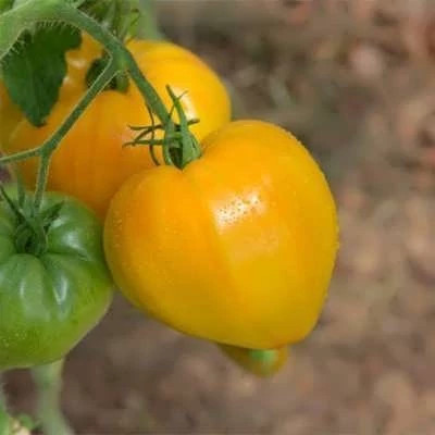 بذر گوجه قلبی طلایی درختی (بسته 15 عددی) کد 752