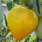 بذر گوجه قلبی طلایی درختی (بسته 15 عددی) کد 752
