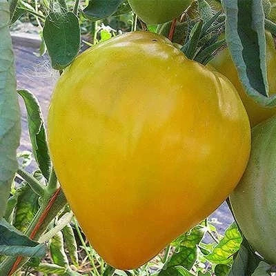 بذر گوجه قلبی طلایی درختی (بسته 15 عددی) کد 752
