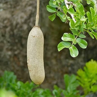 بذر درخت سوسیسی (بسته 2 عددی) کد 748