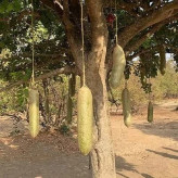 بذر درخت سوسیسی (بسته 2 عددی) کد 748