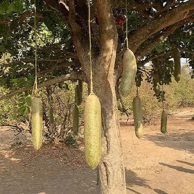 بذر درخت سوسیسی (بسته 2 عددی) کد 748