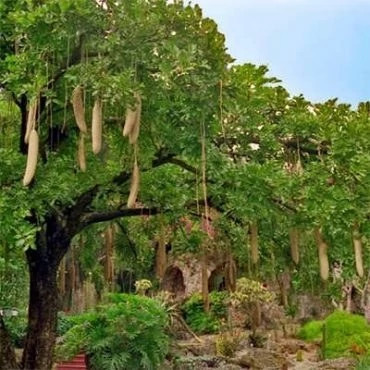 بذر درخت سوسیسی (بسته 2 عددی) کد 748