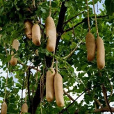 بذر درخت سوسیسی (بسته 2 عددی) کد 748