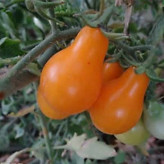 بذر گوجه گلابی نارنجی (بسته 20 عددی) کد 976