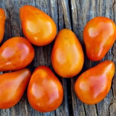 بذر گوجه گلابی نارنجی (بسته 20 عددی) کد 976