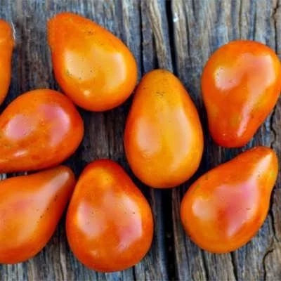 بذر گوجه گلابی نارنجی (بسته 20 عددی) کد 976