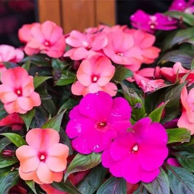 بذر گل حنایی (بسته 1 گرمی) کد 341