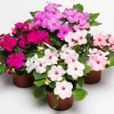 بذر گل حنایی (بسته 1 گرمی) کد 341