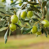 بذر درخت زیتون سبز (بسته 10 عددی) کد 1210