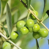 بذر درخت زیتون سبز (بسته 10 عددی) کد 1210