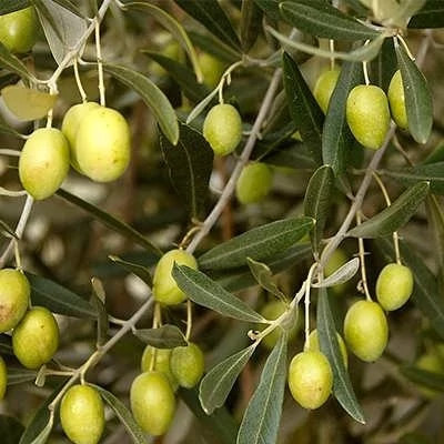 بذر درخت زیتون سبز (بسته 10 عددی) کد 1210