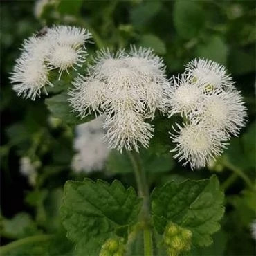 بذر گل ابری سفید (بسته 500 عددی) کد 1540
