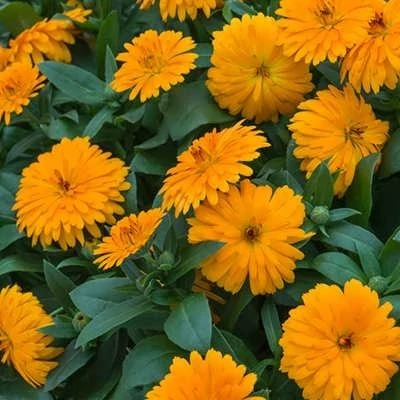 بذر گل همیشه بهار نارنجی (بسته 1 گرمی) کد 696
