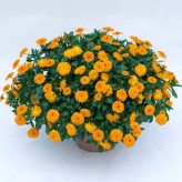 بذر گل همیشه بهار نارنجی (بسته 1 گرمی) کد 696