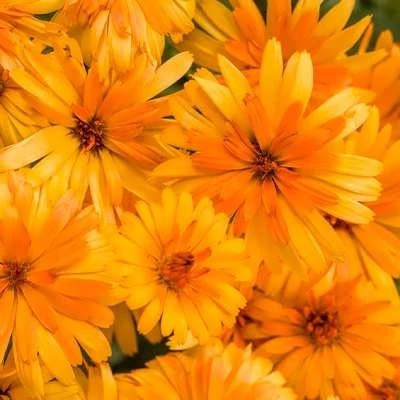بذر گل همیشه بهار نارنجی (بسته 1 گرمی) کد 696