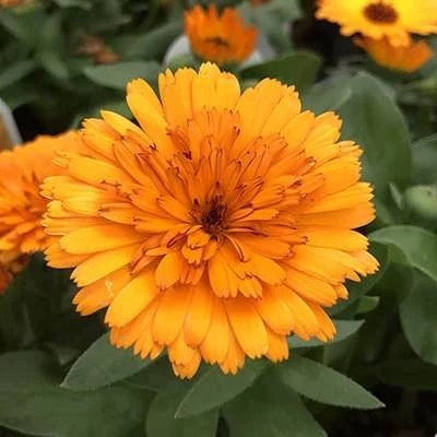 بذر گل همیشه بهار نارنجی (بسته 1 گرمی) کد 696