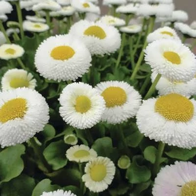 بذر مینا پاکوتاه سفید (بسته 1 گرمی) کد 726