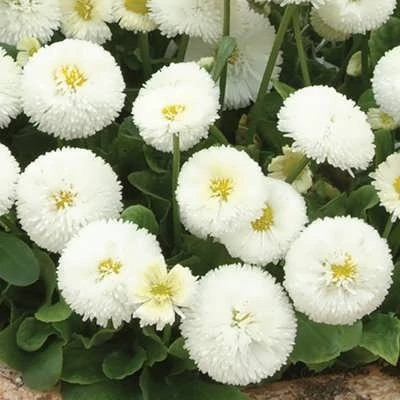 بذر مینا پاکوتاه سفید (بسته 1 گرمی) کد 726