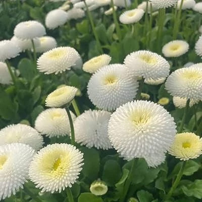 بذر مینا پاکوتاه سفید (بسته 1 گرمی) کد 726
