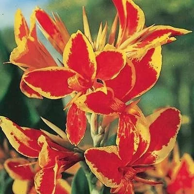 بذر گل اختر ابلق (بسته 10 عددی) کد 771