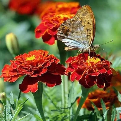 بذر گل جعفری خوراکی (بسته 20 عددی) کد 1669
