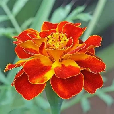 بذر گل جعفری خوراکی (بسته 20 عددی) کد 1669