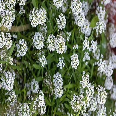 بذر گل عسل (آلیسوم) پاکوتاه سفید (بسته 0.5 گرمی) کد 2023