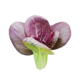 بذر کلم پاک چوی بنفش (بسته 10 عددی) کد 804