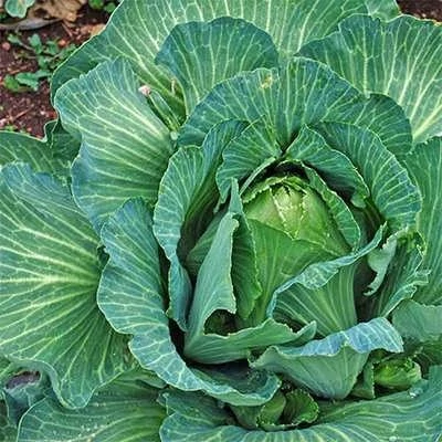 بذر کلم برگ سبز استوانه ای جرسی (بسته 20 عددی) کد 431