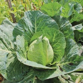بذر کلم برگ سبز استوانه ای جرسی (بسته 20 عددی) کد 431
