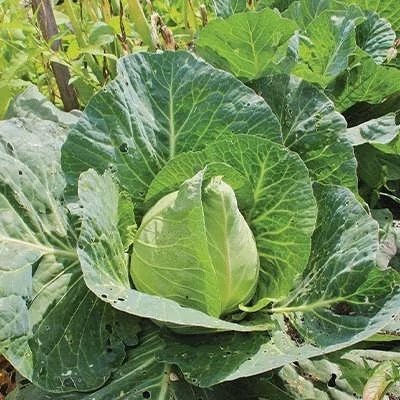 بذر کلم برگ سبز استوانه ای جرسی (بسته 20 عددی) کد 431