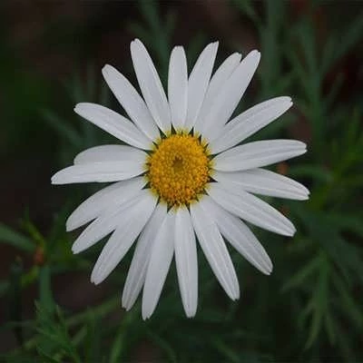 بذر مارگریت پابلند سفید (بسته 1 گرمی) کد 2024