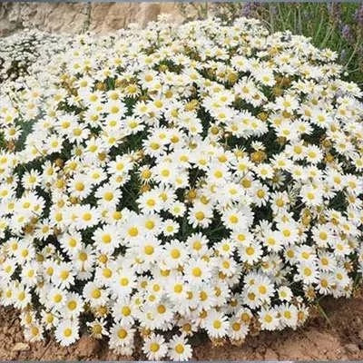 بذر مارگریت پابلند سفید (بسته 1 گرمی) کد 2024