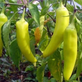 بذر فلفل موزی (بسته 10 عددی) کد 813