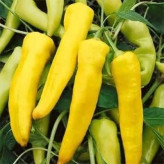 بذر فلفل موزی (بسته 10 عددی) کد 813