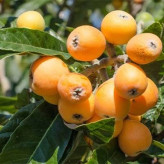 بذر درخت ازگیل ژاپنی (بسته 5 عددی) کد 283